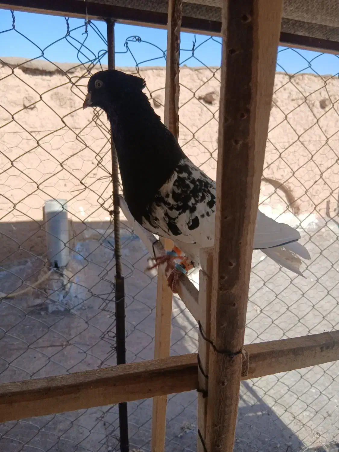 کله سیاه نر|پرنده|الوند, |دیوار