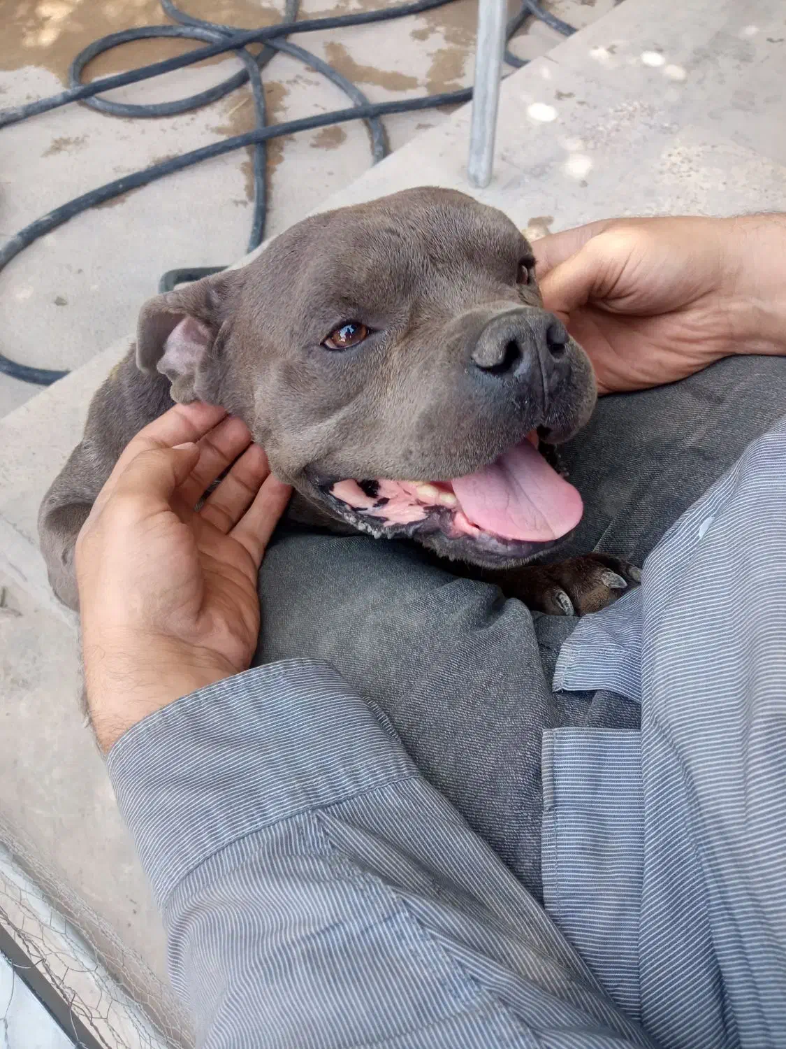 معاوضه با سگ نگهبان|سگ|شریفآباد, |دیوار