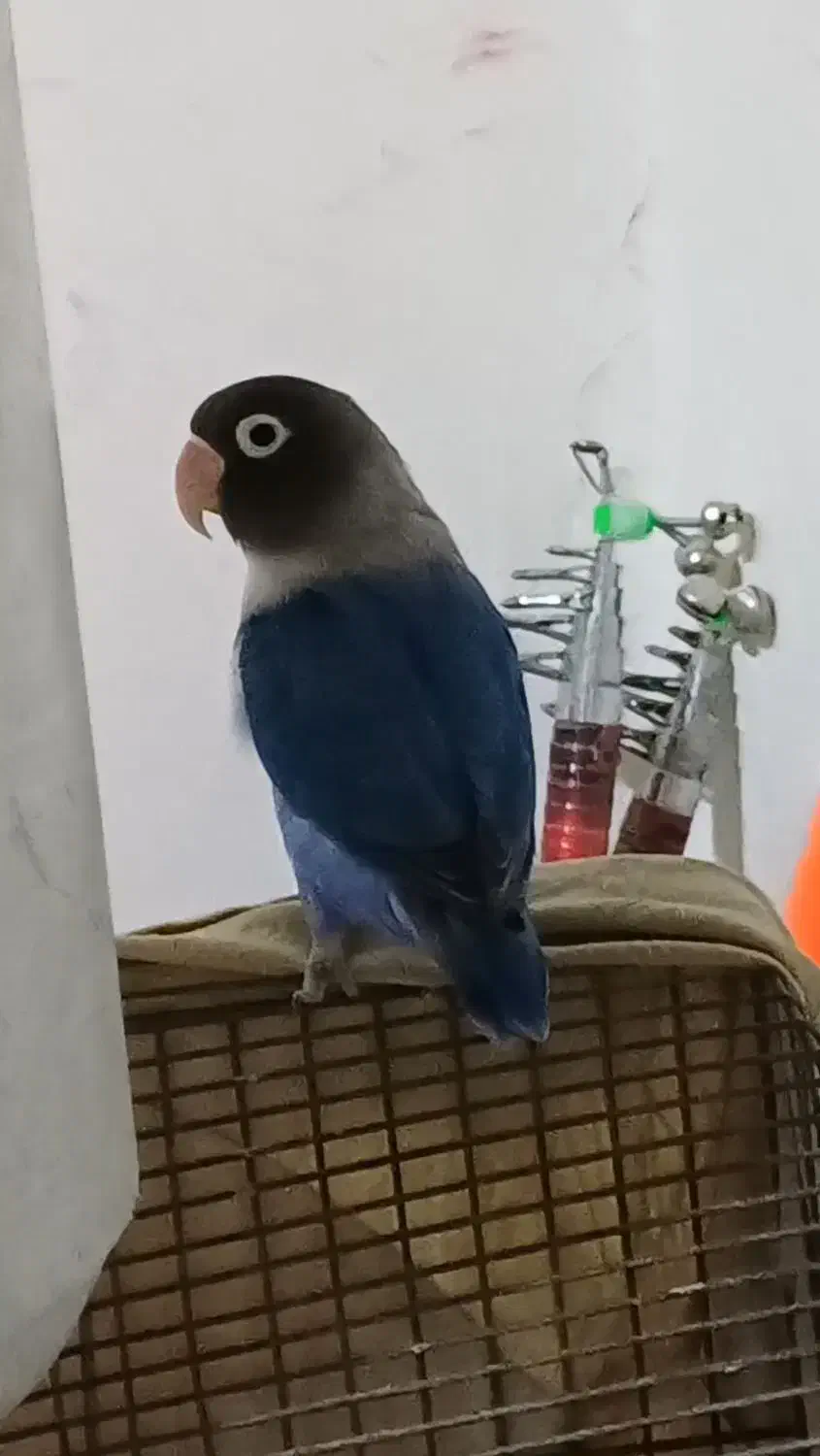 طوطی برزیلی|پرنده|خرمشهر, |دیوار