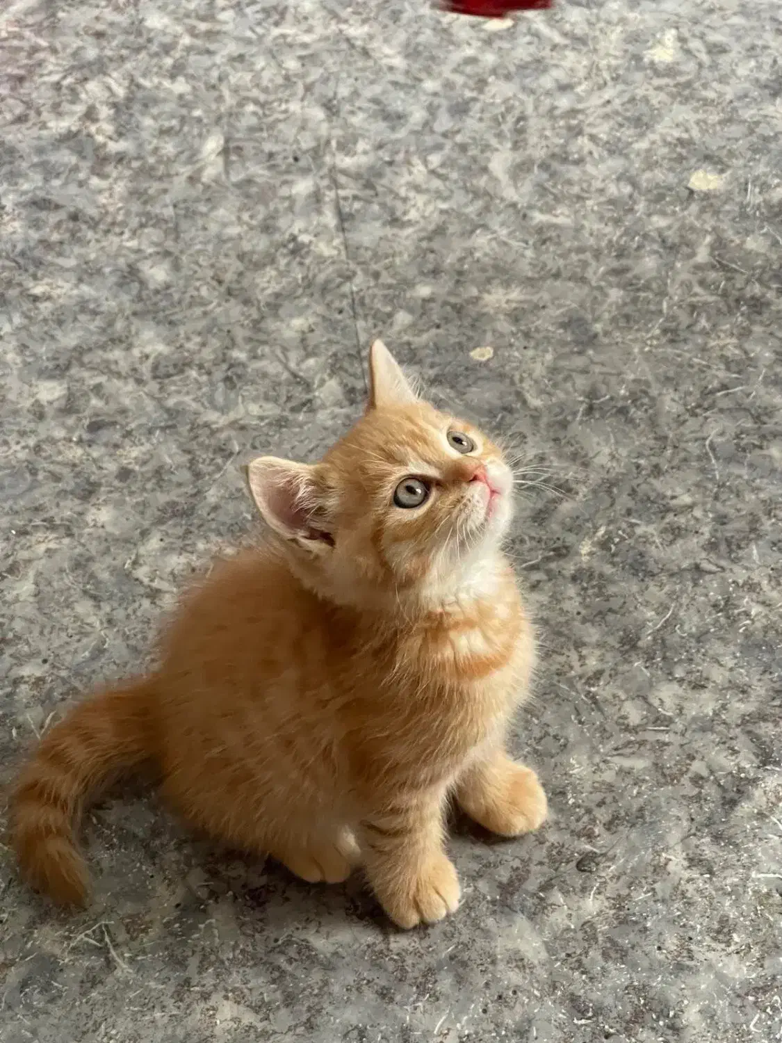 گربه بریتیش جینجر حضوری در اهواز|گربه|اهواز, زیتون کارمندی|دیوار