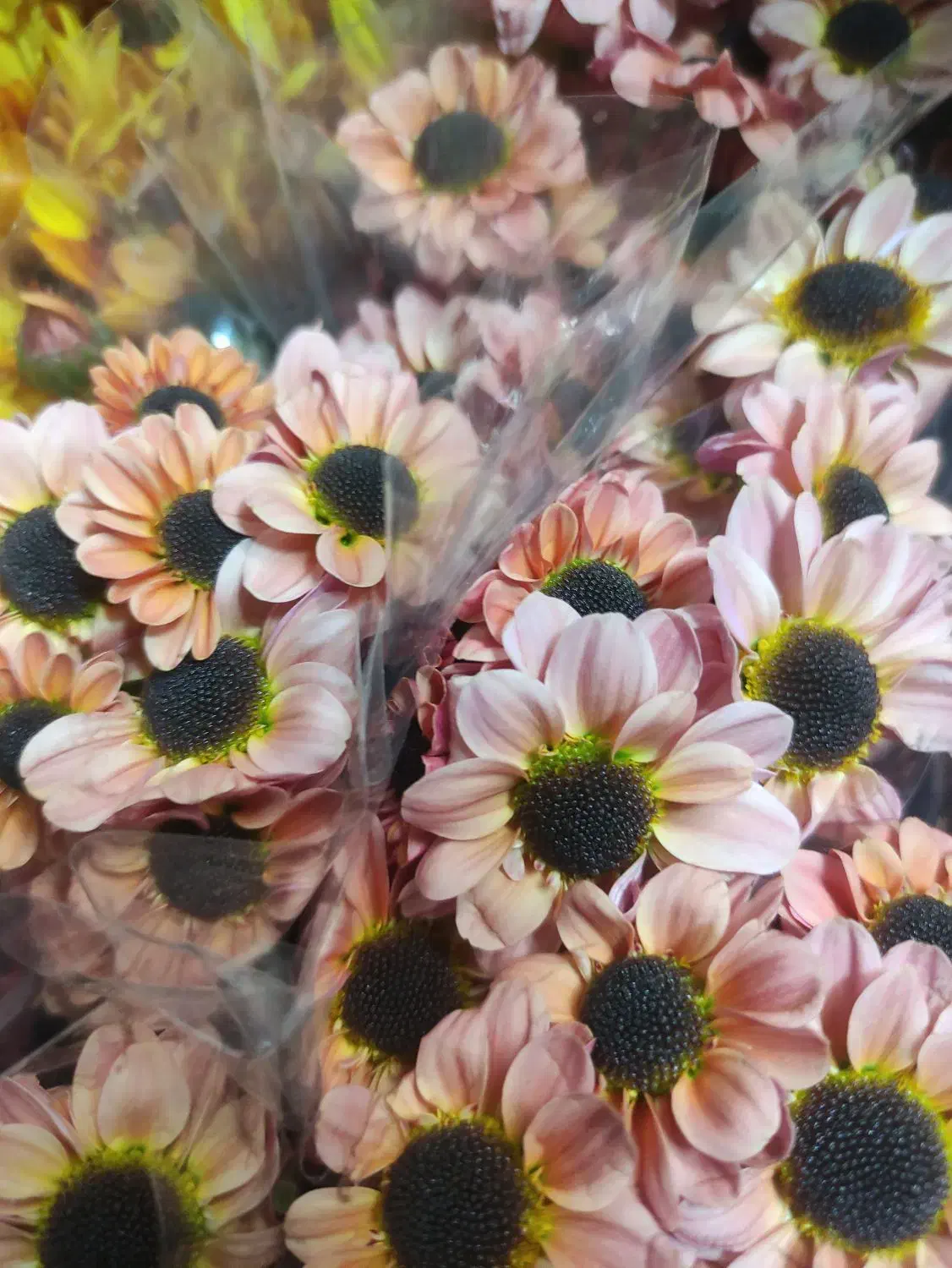 گل داودی عمده|گل و گیاه طبیعی|ری, بازار گل خاوران|دیوار