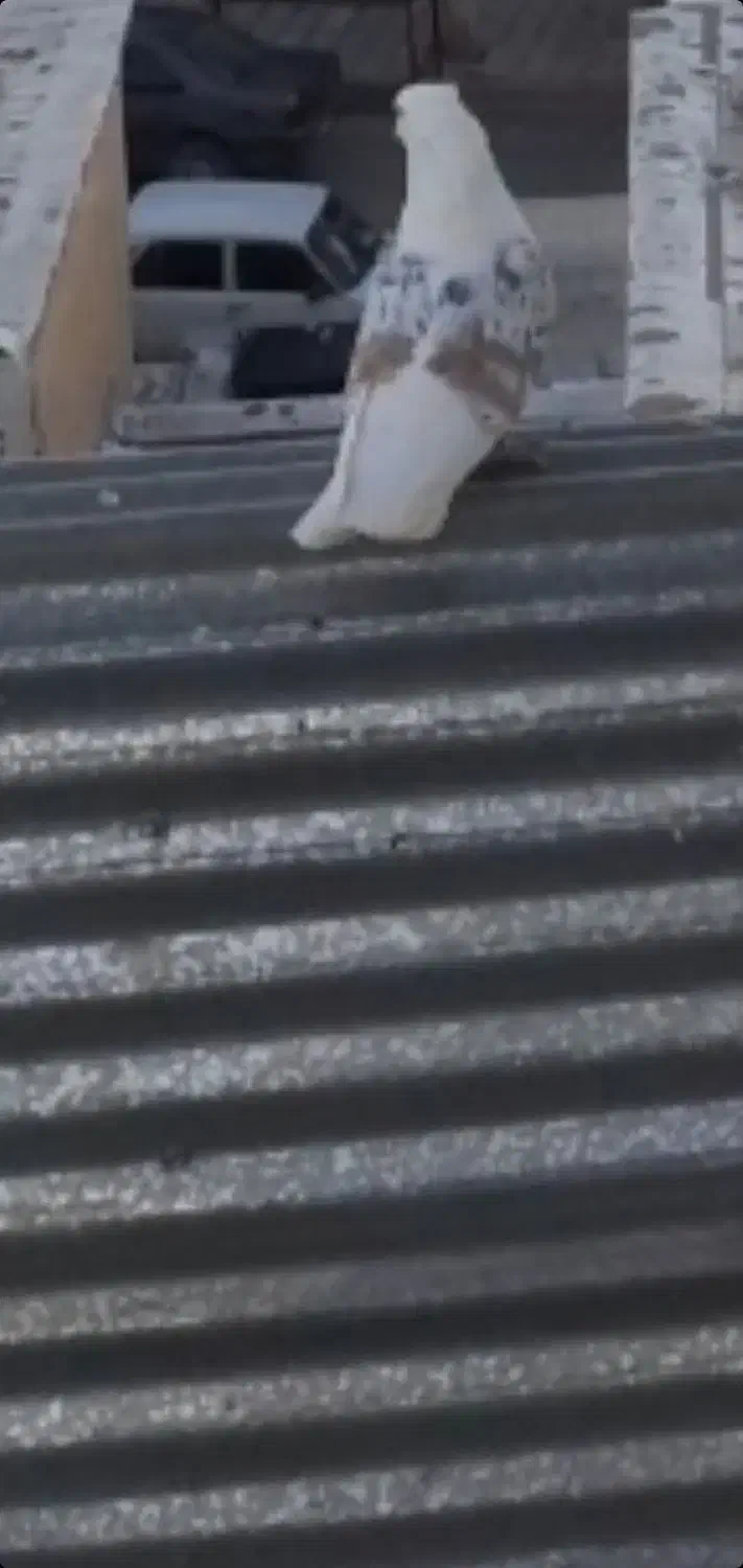 نر پلنگ گم شده|پرنده|بروجرد, |دیوار