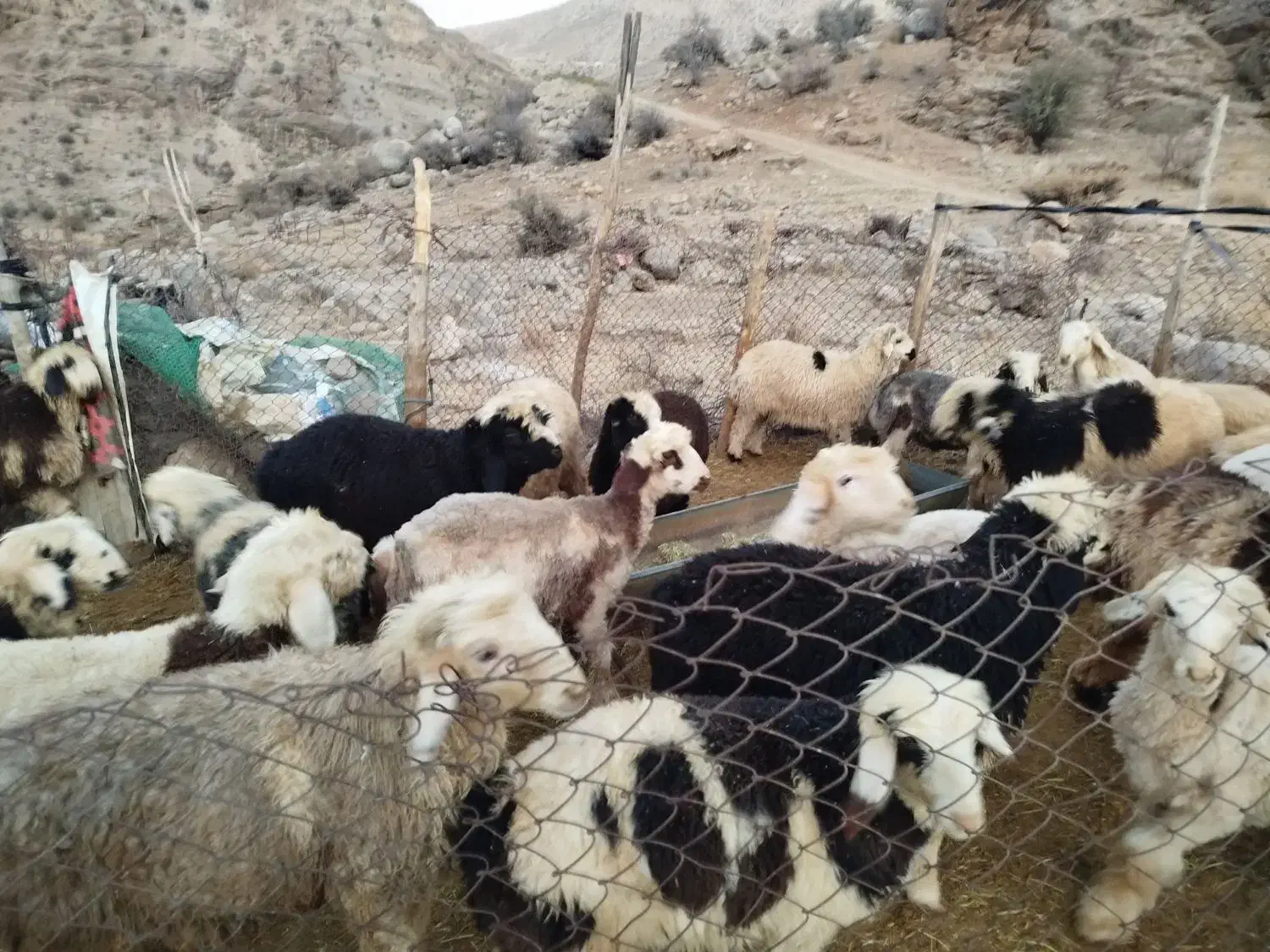 بره نر درجه یک|حیوانات مزرعه|سمیرم, |دیوار