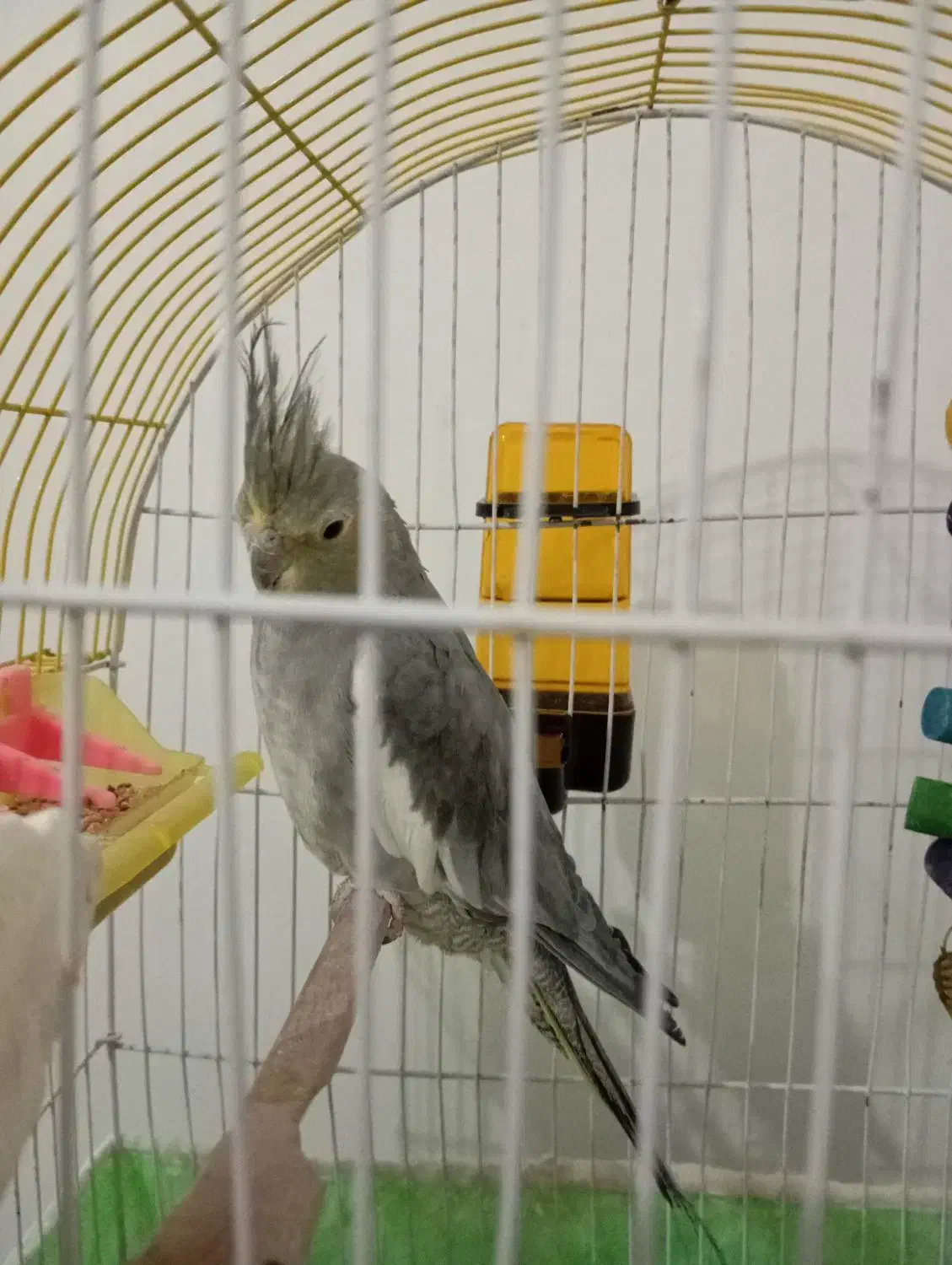 عروس هلندی|پرنده|بیجار, |دیوار