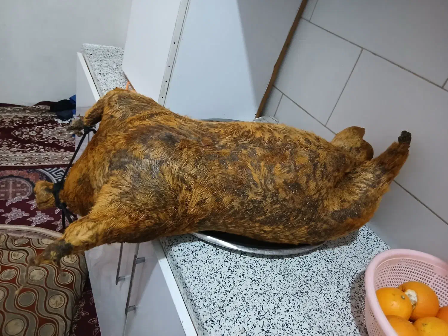 هیزول|لوازم جانبی حیوانات|اندیمشک, |دیوار