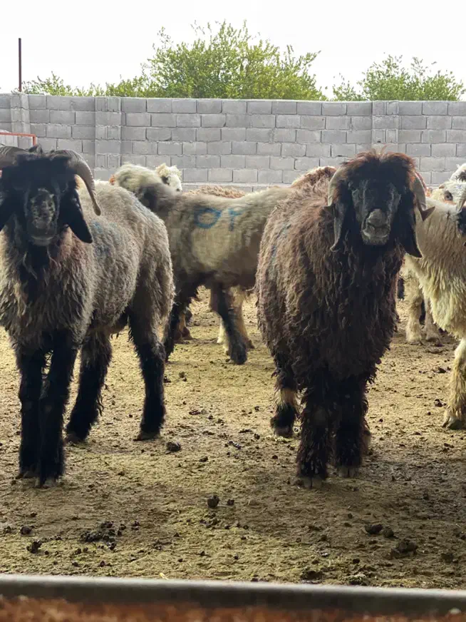 بره چاق و داشتی|حیوانات مزرعه|جم, |دیوار