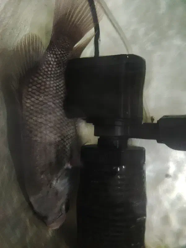 آکواریوم ماهی|ماهی|قشم, |دیوار