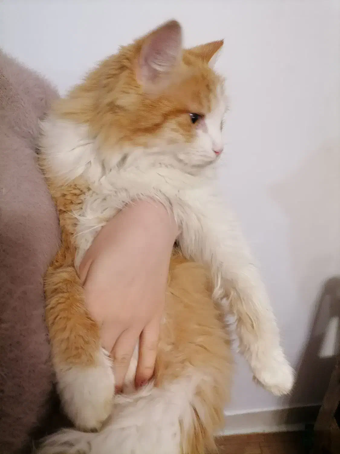 گربه پرشین میکس زیباودستی|گربه|گرگان, |دیوار