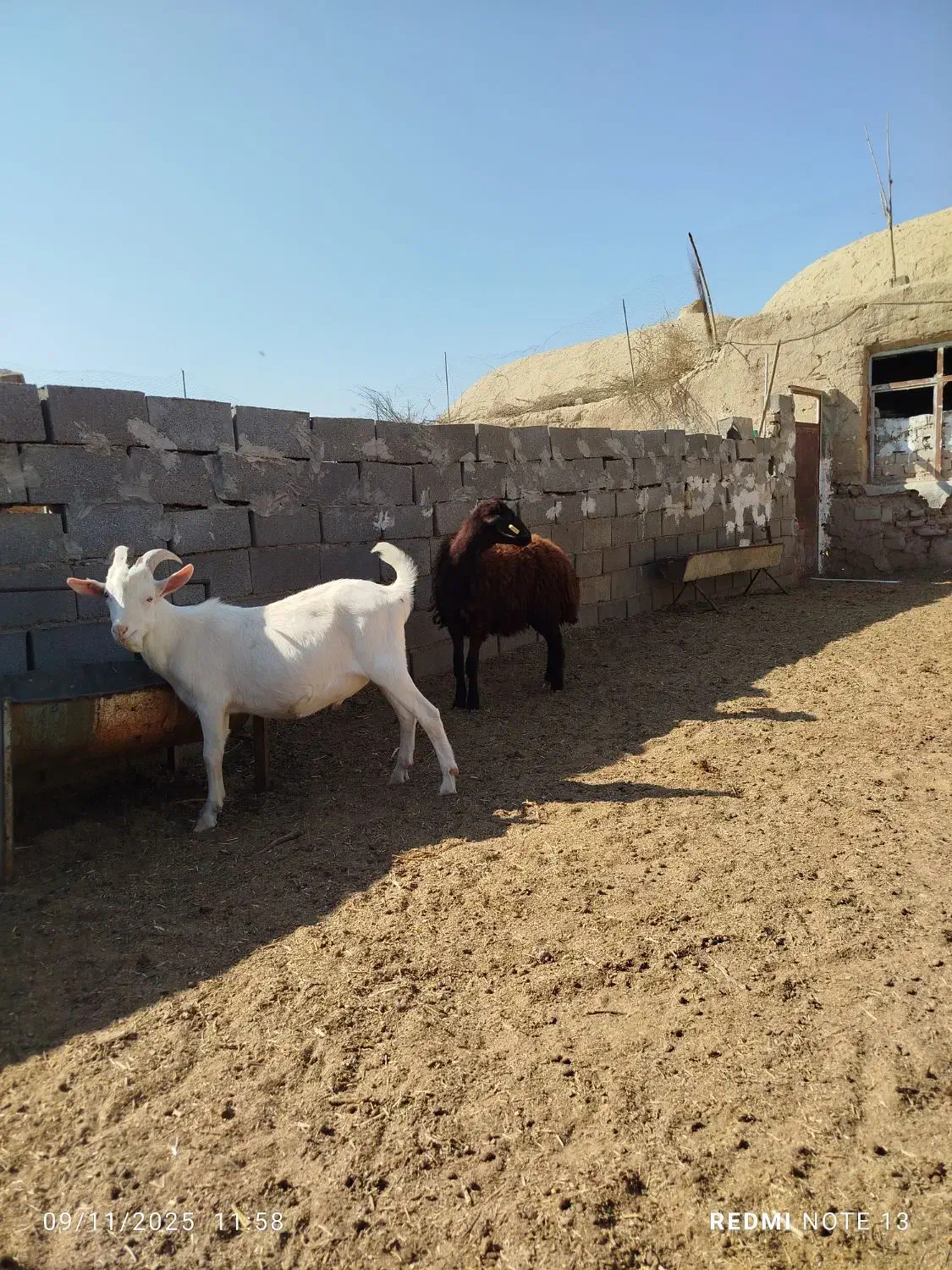 فروش بزغاله سانن اصل،بره ماده|حیوانات مزرعه|امیرآباد, |دیوار
