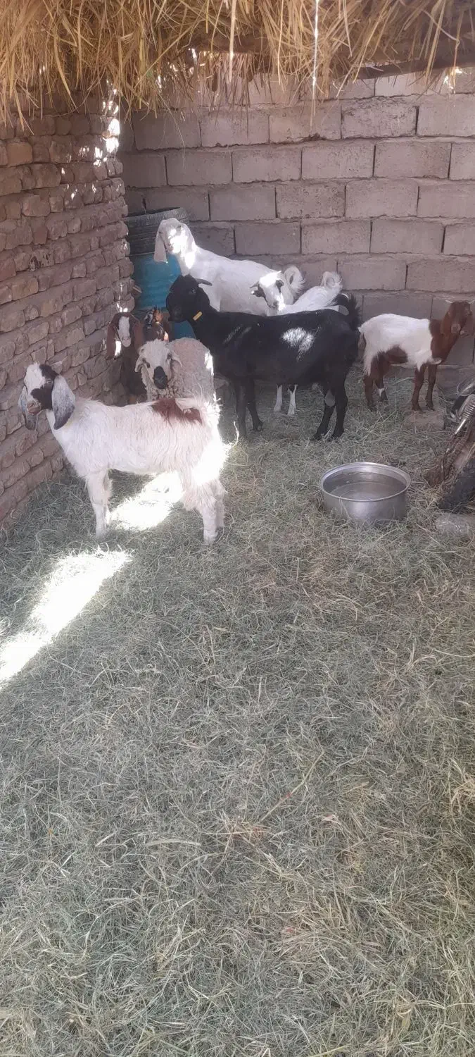 گوسفند|حیوانات مزرعه|نرماشیر, |دیوار