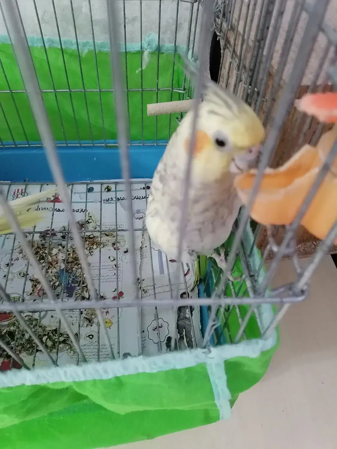 عروس هلندی|پرنده|تهران, اسکندری|دیوار