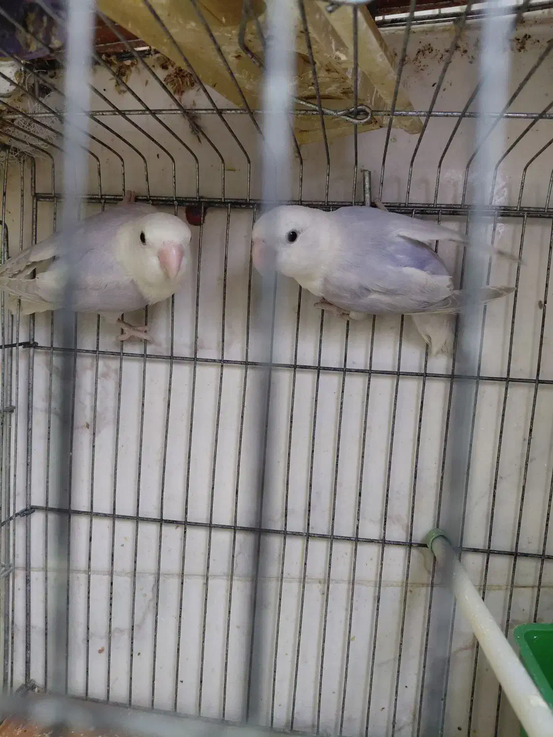 طوطی برزیلی وایت فیس|پرنده|شیراز, محراب|دیوار