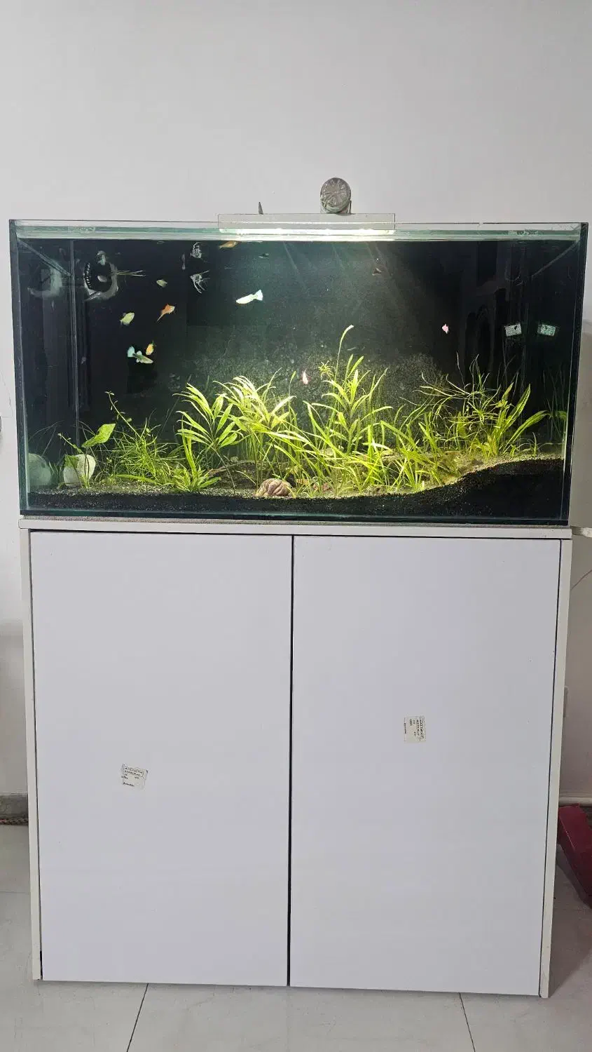 آکواریوم ۱۰۰ × ۴۰ × ۵۰|ماهی|مشهد, بهاران|دیوار