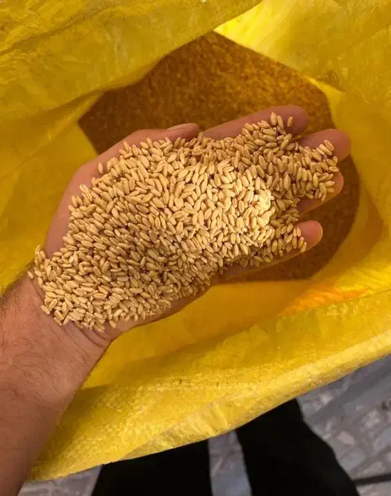 پخش خوراک دام و طیوربه صورت عمده|حیوانات مزرعه|خرمآباد (تنکابن), |دیوار