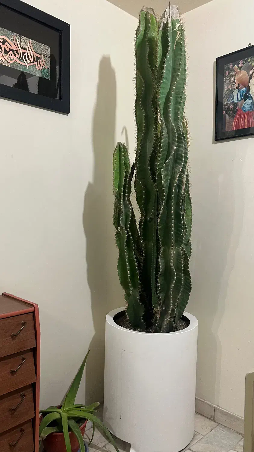 کاکتوس ( گیاه آپارتمانی )|گل و گیاه طبیعی|تهران, شهرک مخابرات|دیوار