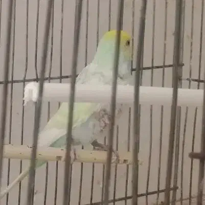 مرغ عشق|پرنده|گلبهار, بیزکی|دیوار