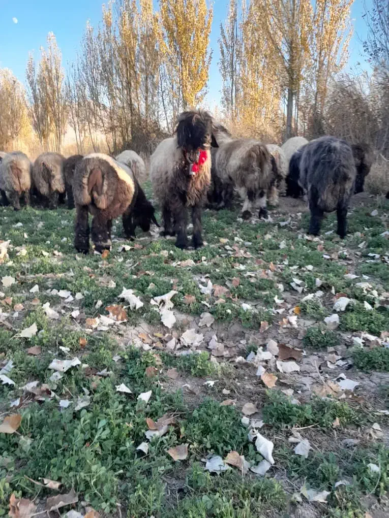 بره میش قوچ|حیوانات مزرعه|فارسان, |دیوار