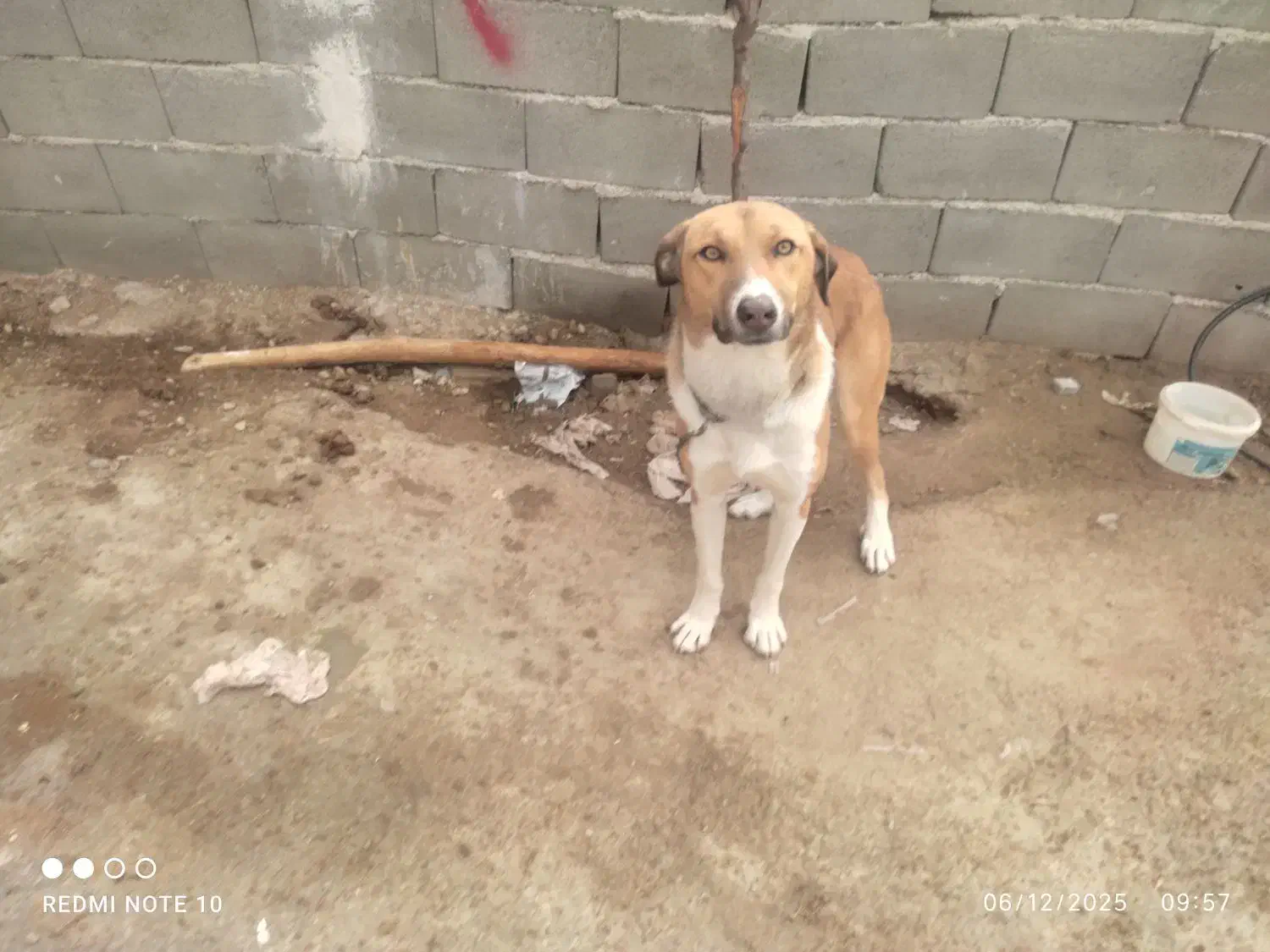 سگ نگهبان|سگ|خرمآباد, |دیوار