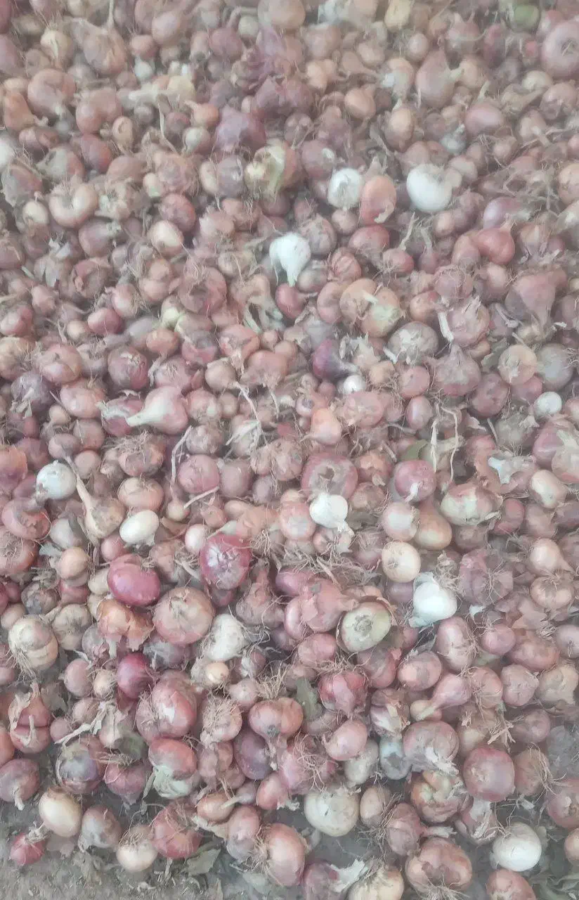 پیاز|خوردنی و آشامیدنی|قیدار, |دیوار