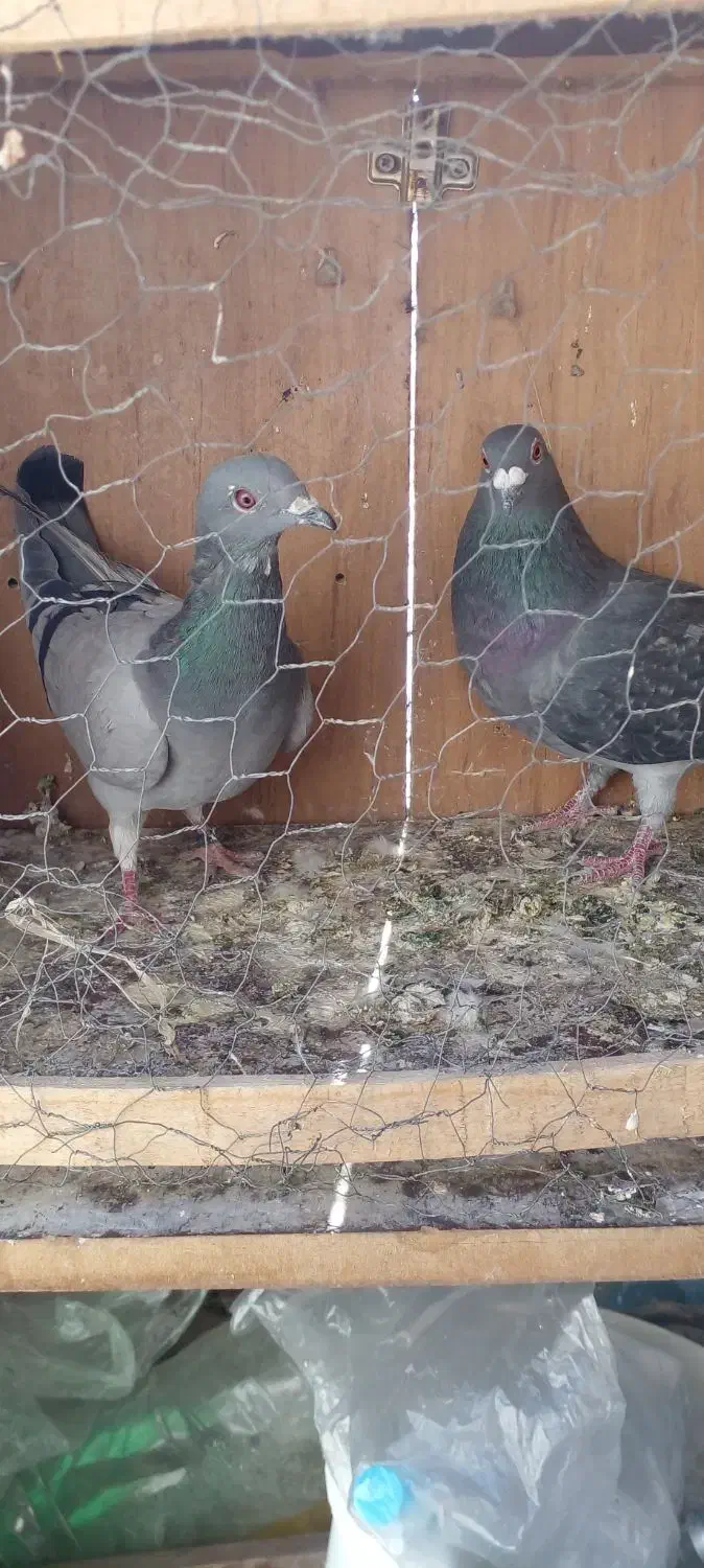 دوتا کفتر خوب پلاکی فروشی|پرنده|نهاوند, |دیوار