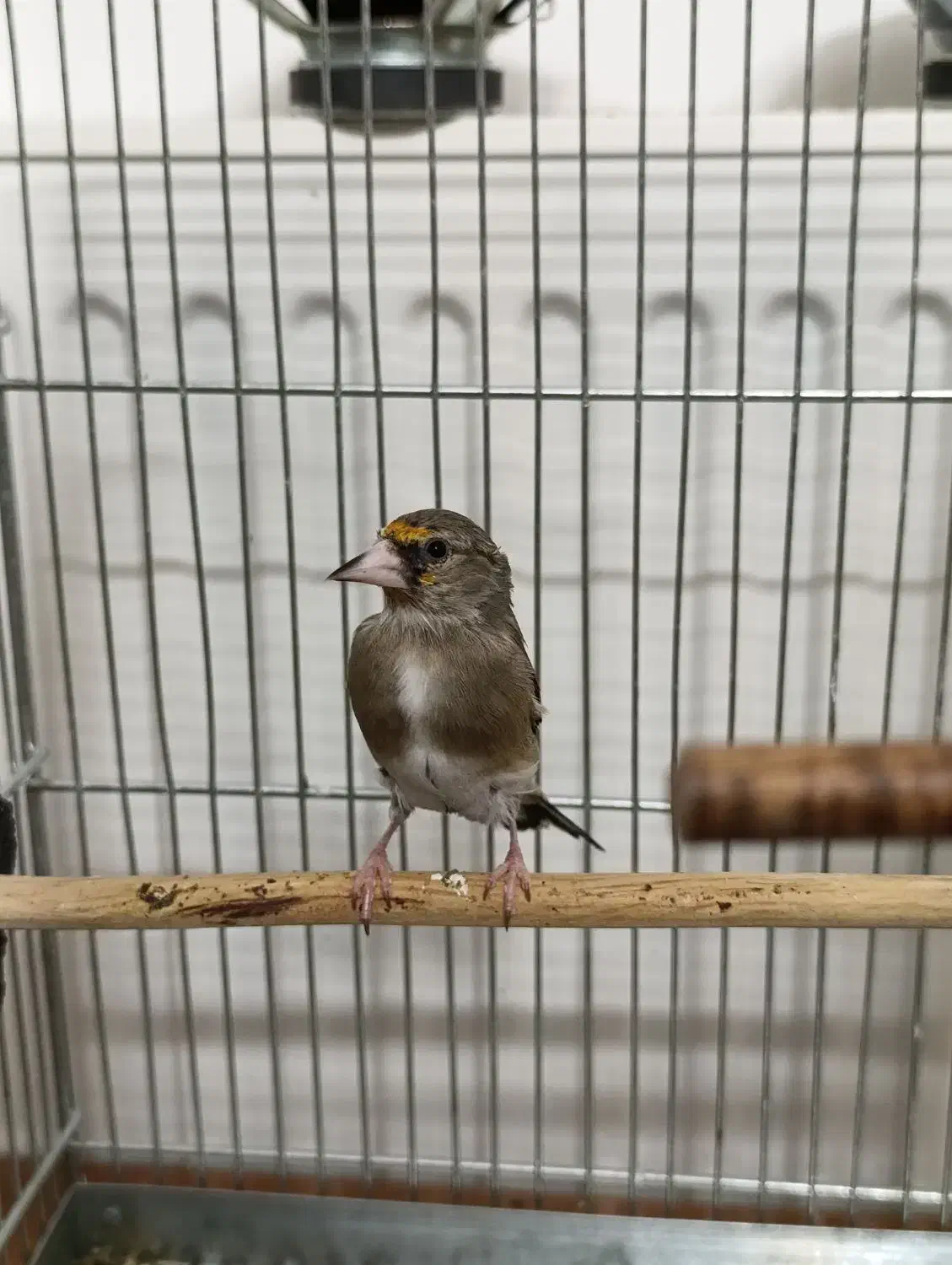 جوجه سهره دو رگ|پرنده|مهریز, |دیوار