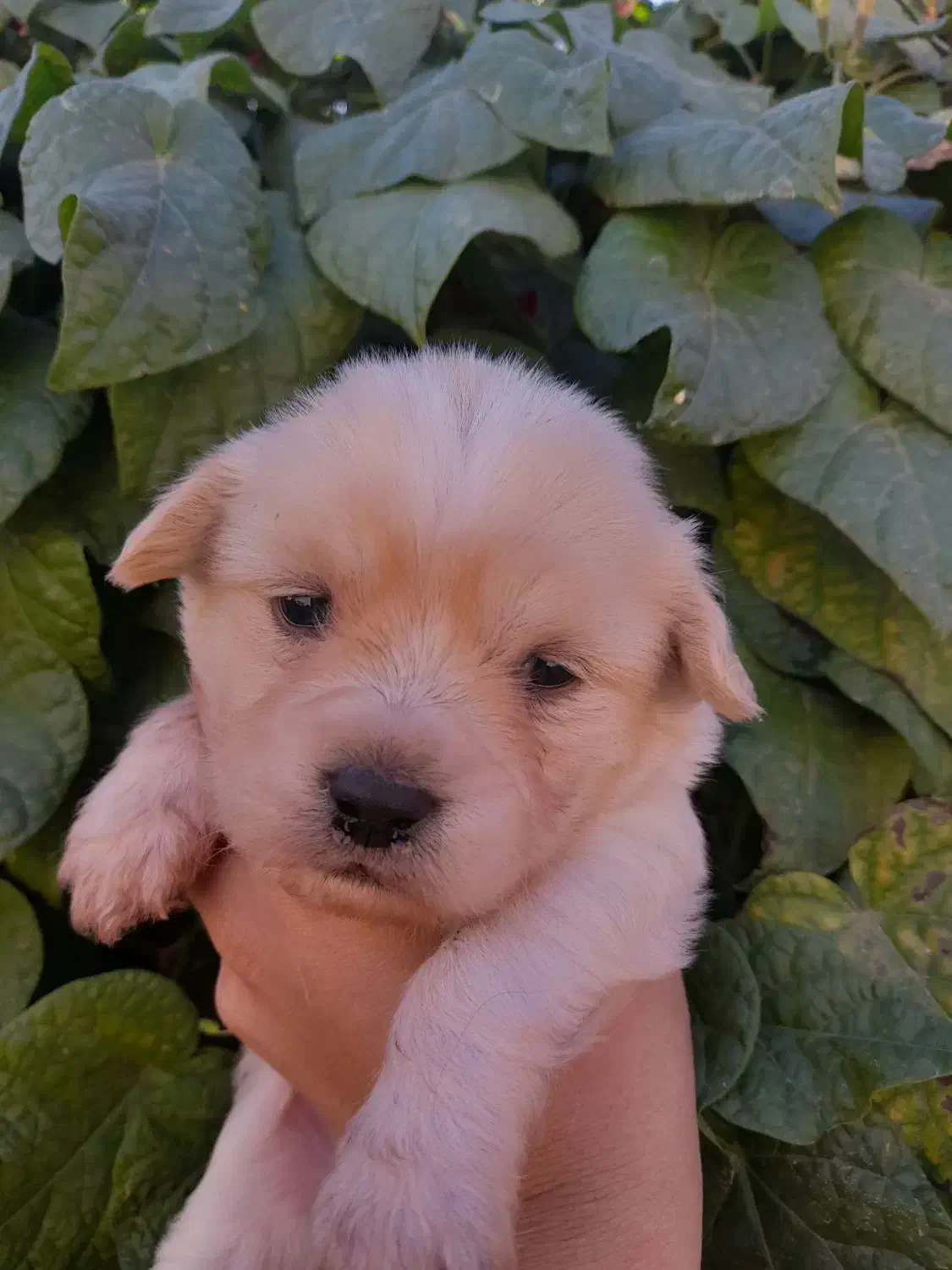 توله سگ شیتزو|سگ|زرند, |دیوار