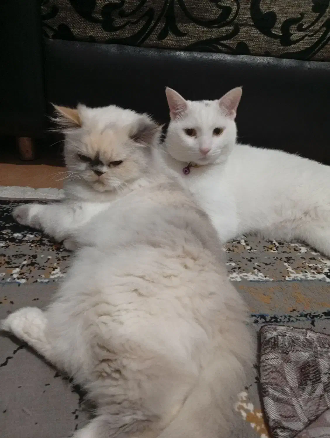 واگذاری گربه|گربه|شیراز, سلطان آباد|دیوار