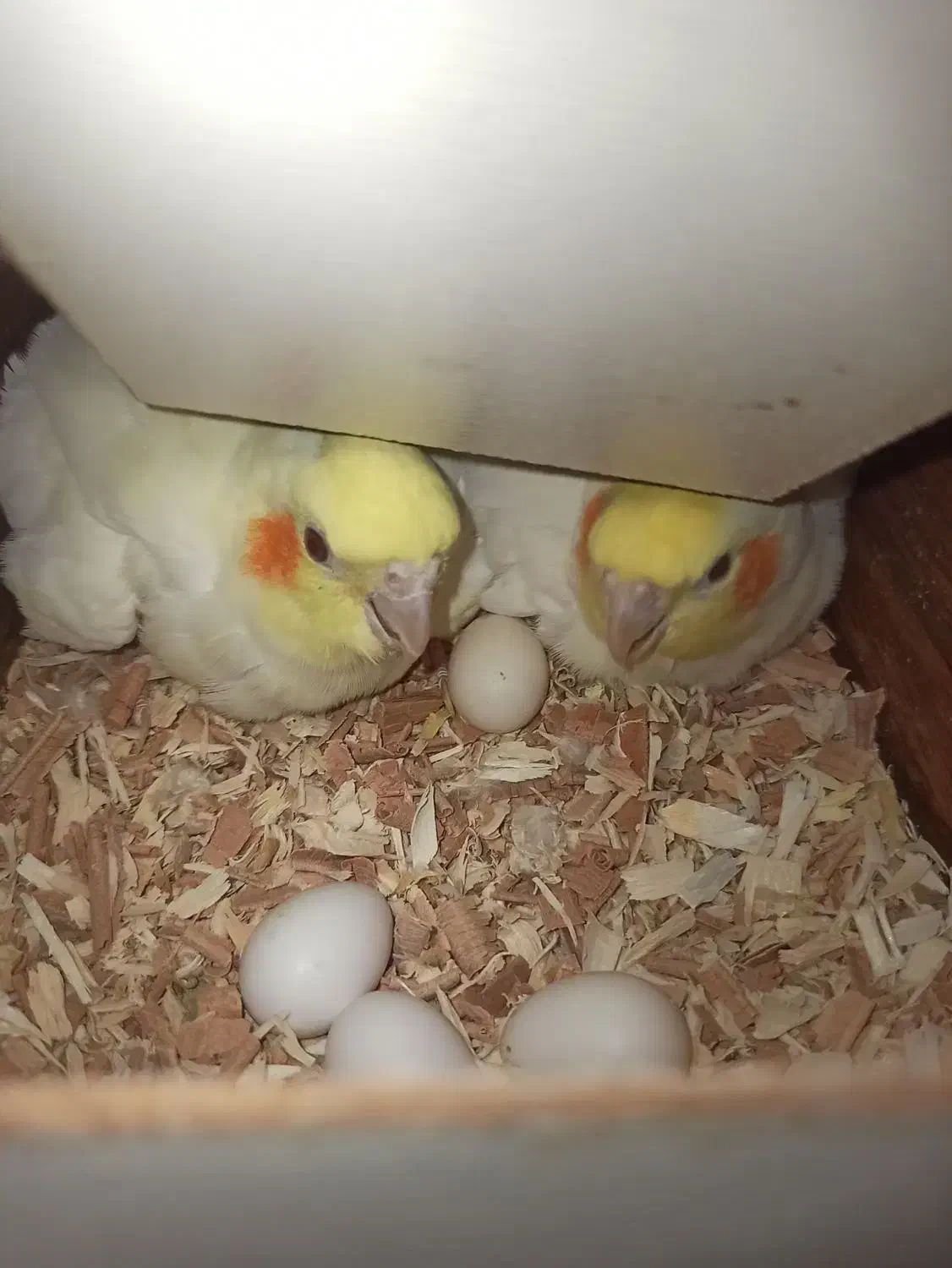 عروس هلندی لوتینو مولد|پرنده|مشهد, سیسآباد|دیوار