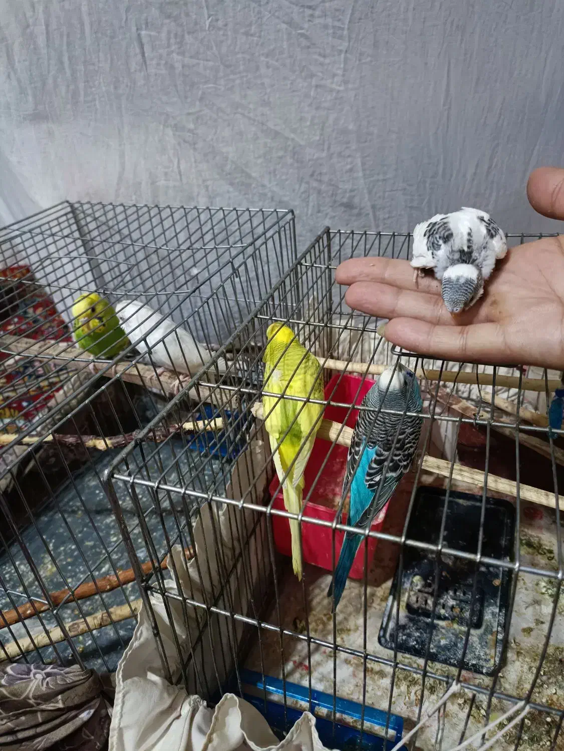 دوجفت مرغ عشق با یه عدد جوجه|پرنده|کبودرآهنگ, |دیوار