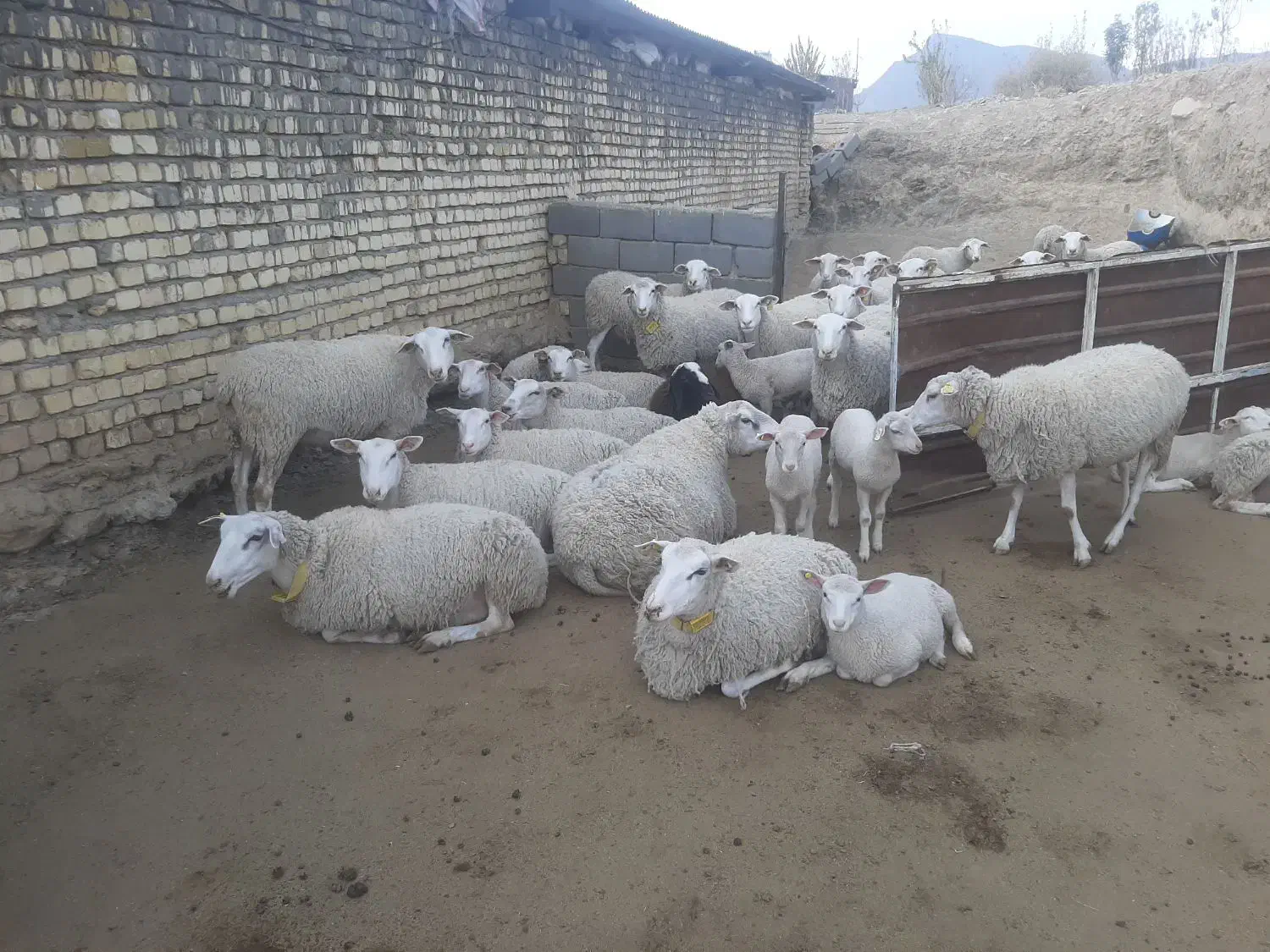 فروش میش و بره رومن|حیوانات مزرعه|قم, خداکرم|دیوار