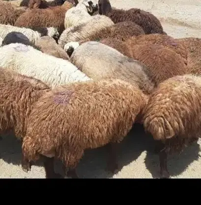 50گوسفنده /50گوشتی زنده|حیوانات مزرعه|تهران, جهاد|دیوار