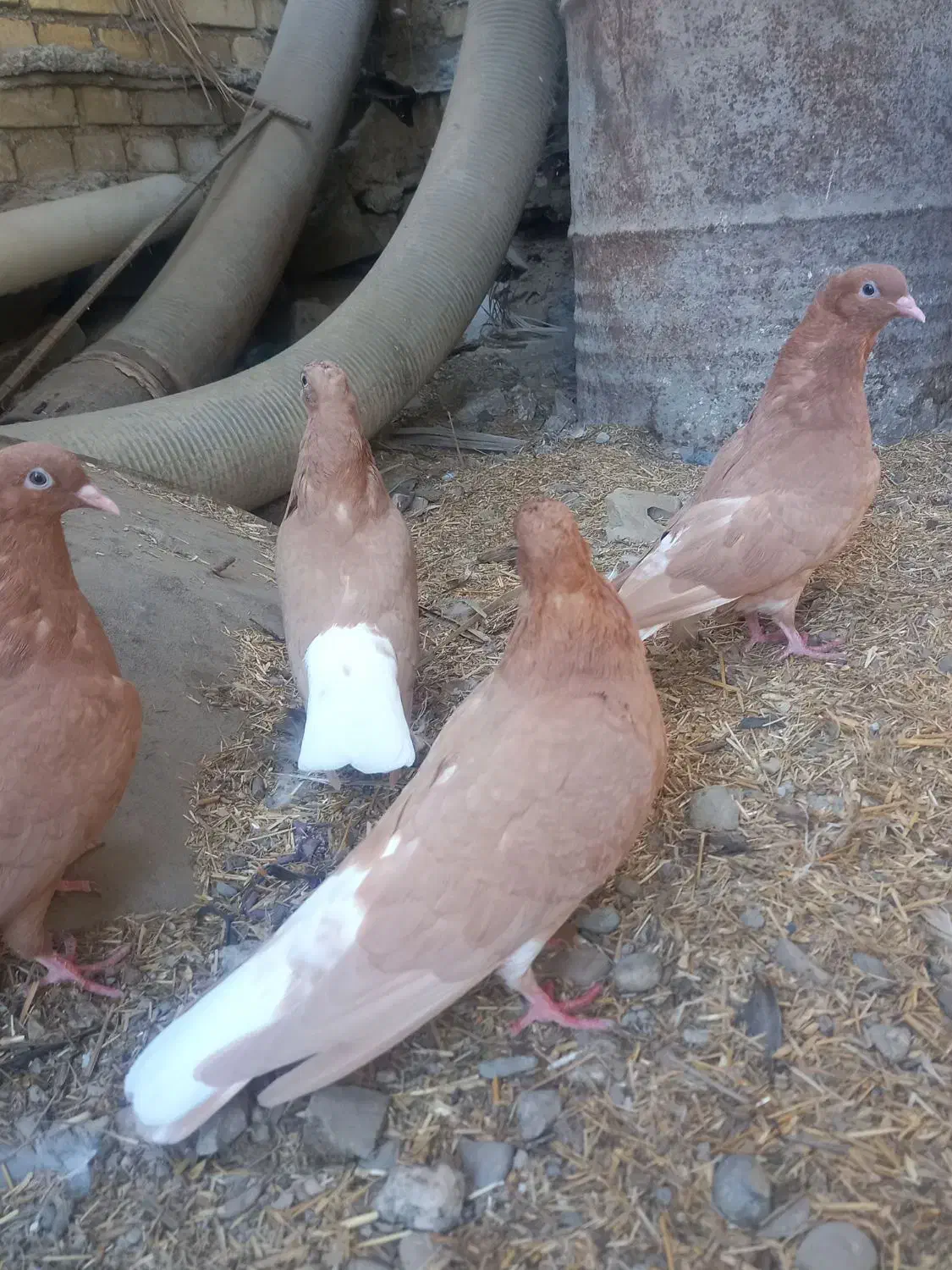 جاده اهواز آبادان روستای دریسیه .معاوضه هم دارم|پرنده|شادگان, |دیوار