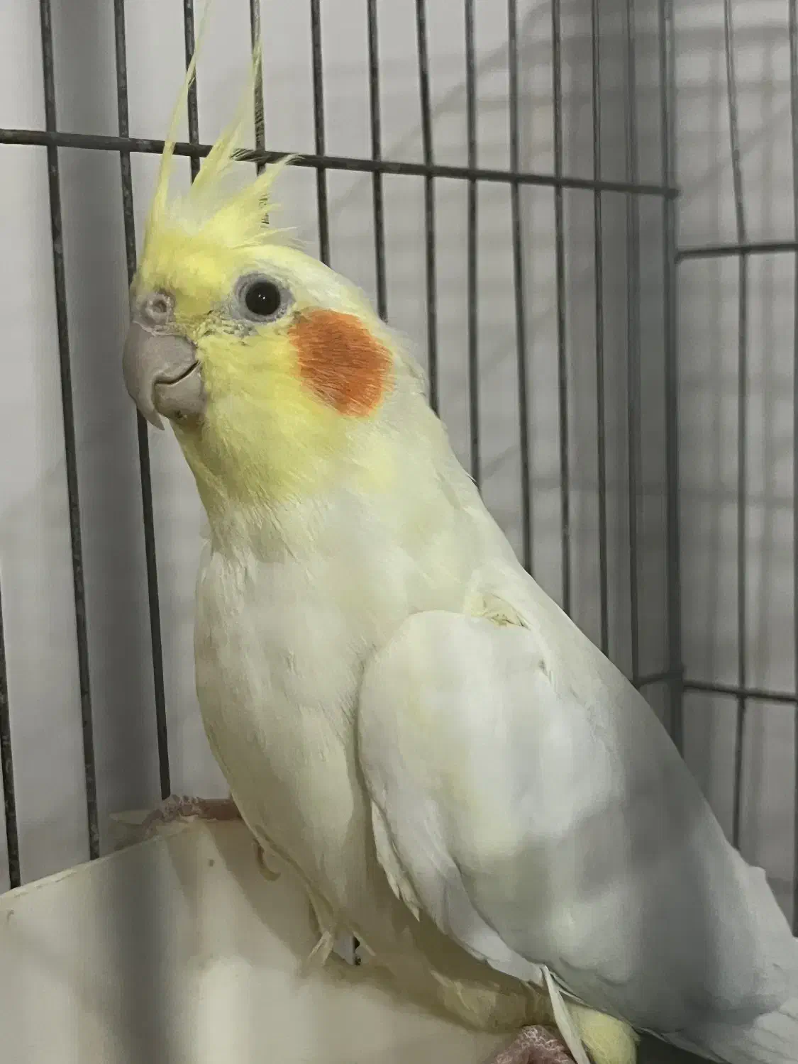 عروس هلندی|پرنده|تبریز, |دیوار