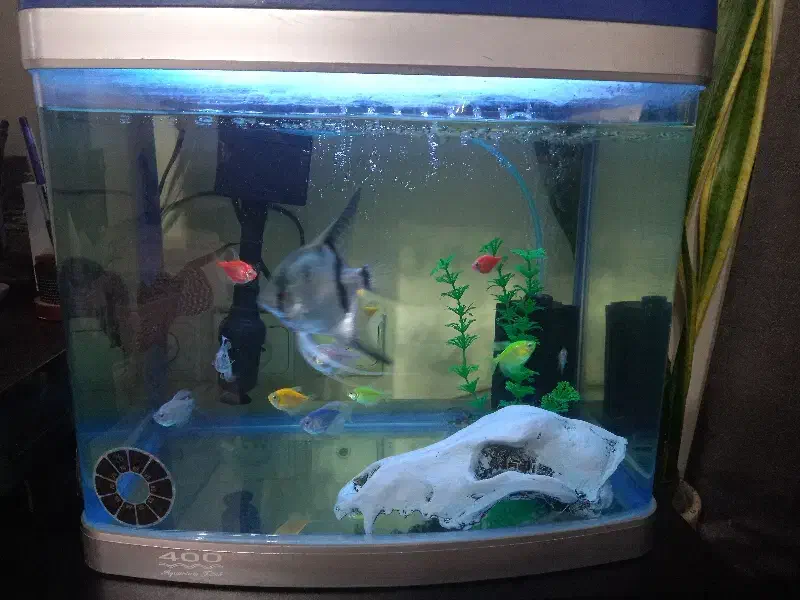 آکواریوم شیشه خم با ماهی و وسایل|ماهی|تهران, لویزان|دیوار