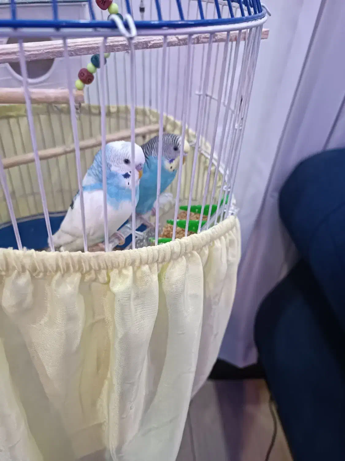 مرغ عشق‌|پرنده|فردیس, شهرک ارم|دیوار