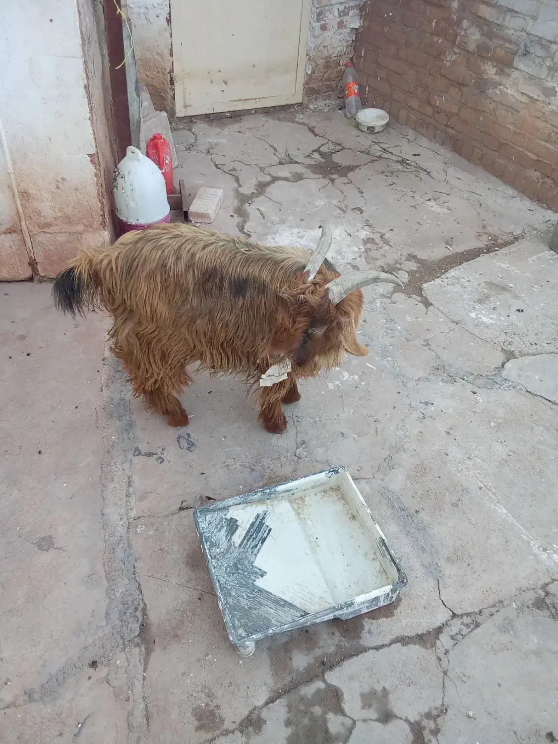 تیزبزلری|حیوانات مزرعه|مسجد سلیمان, |دیوار