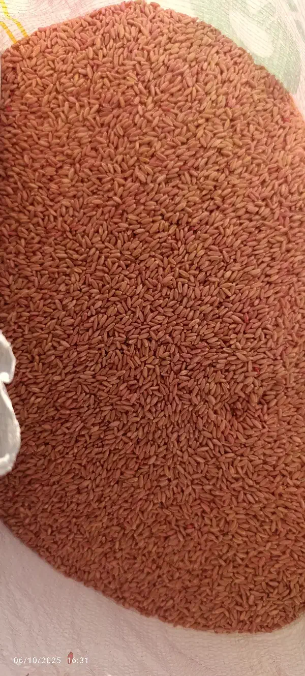 گندم اصلاح شده|خدمات باغبانی و درختکاری|نظر کهریزی, |دیوار