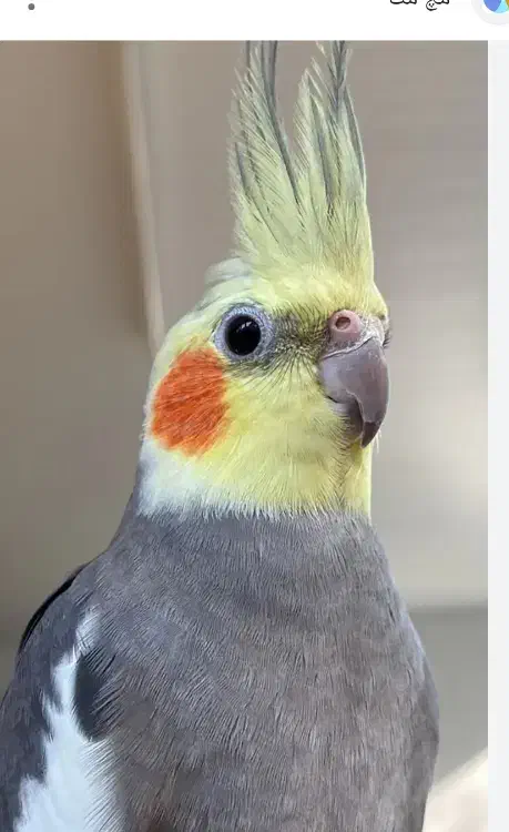 عروس هلندی گمشده|حیوانات|سنندج, |دیوار