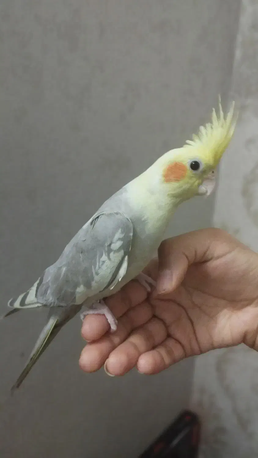 پرنده|پرنده|مشهد, کارگران|دیوار