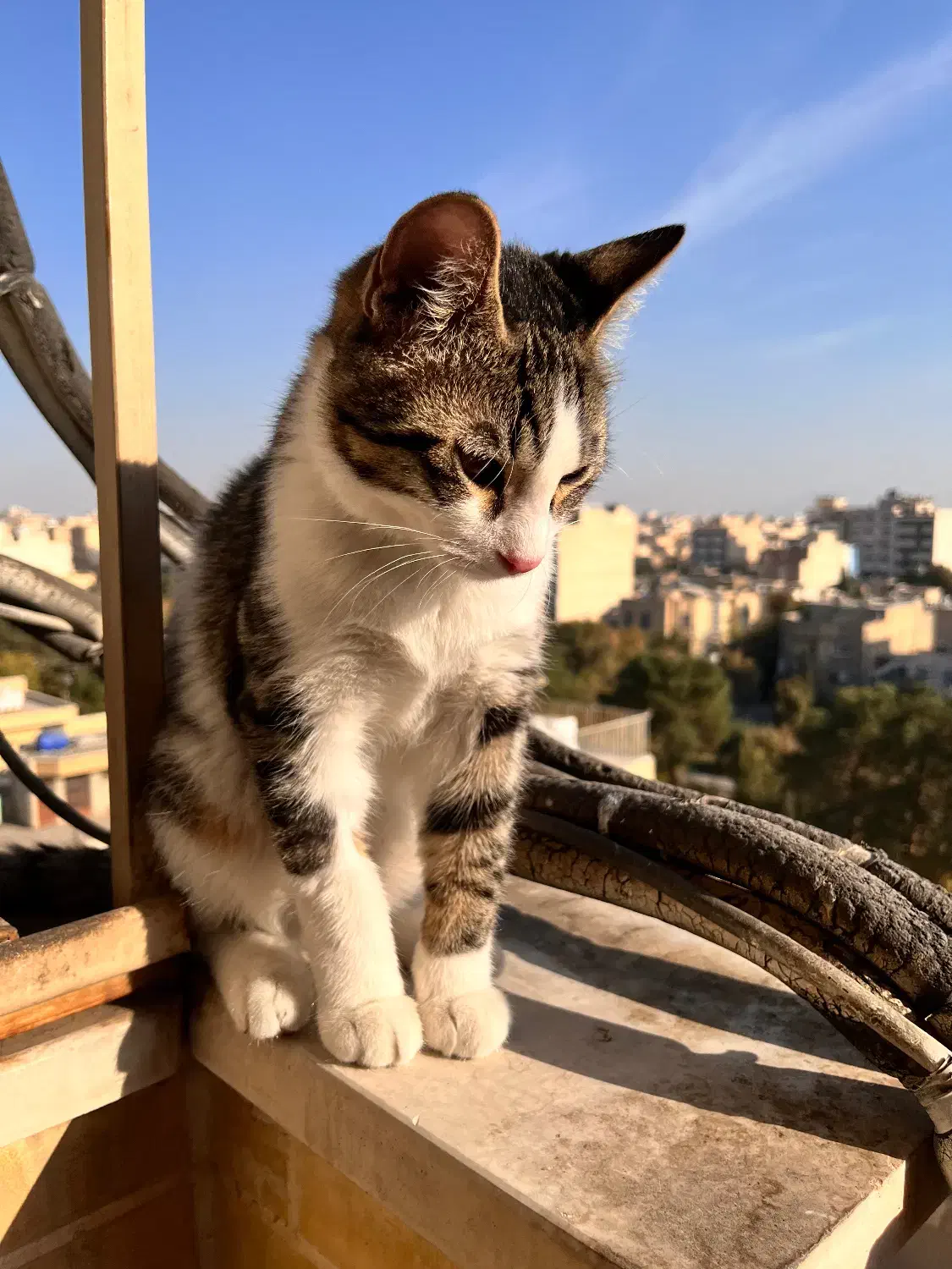 گربه خانگی|گربه|اصفهان, عسگریه|دیوار