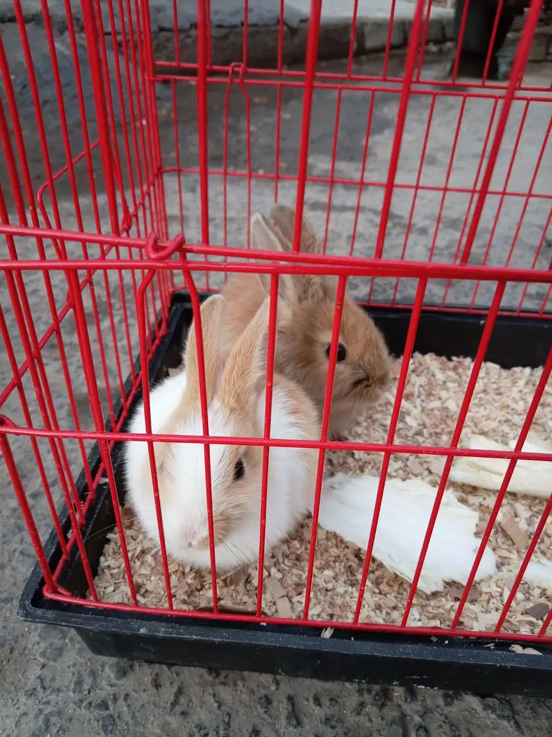 سلام فروش دوتا خرگوش یکی لوپ یکی معمولی با قفس|موش و خرگوش|یزد, |دیوار