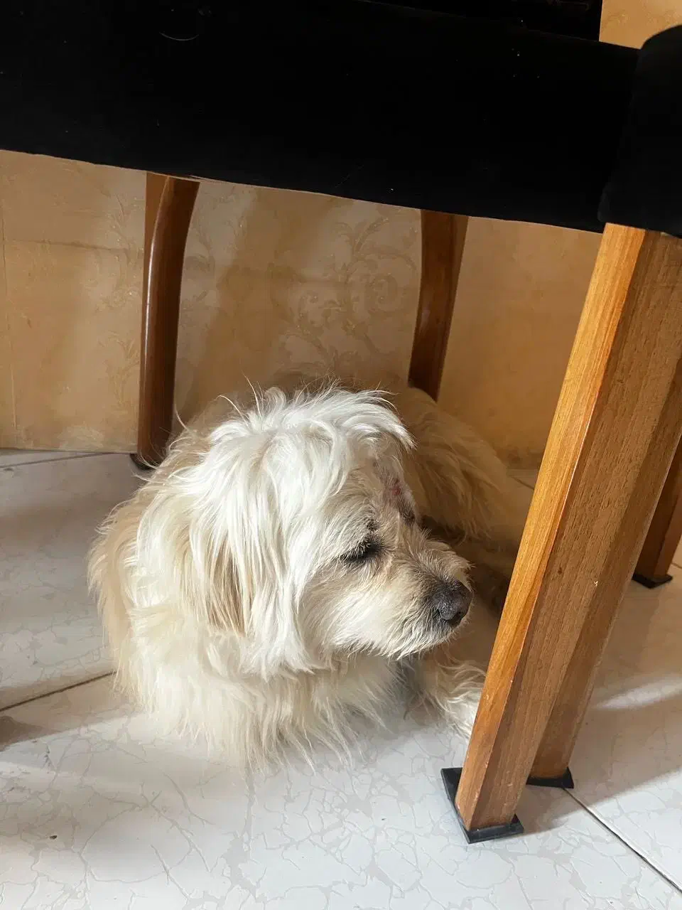 گمشده|حیوانات|اسلام‌شهر, شهرک مهدیه|دیوار