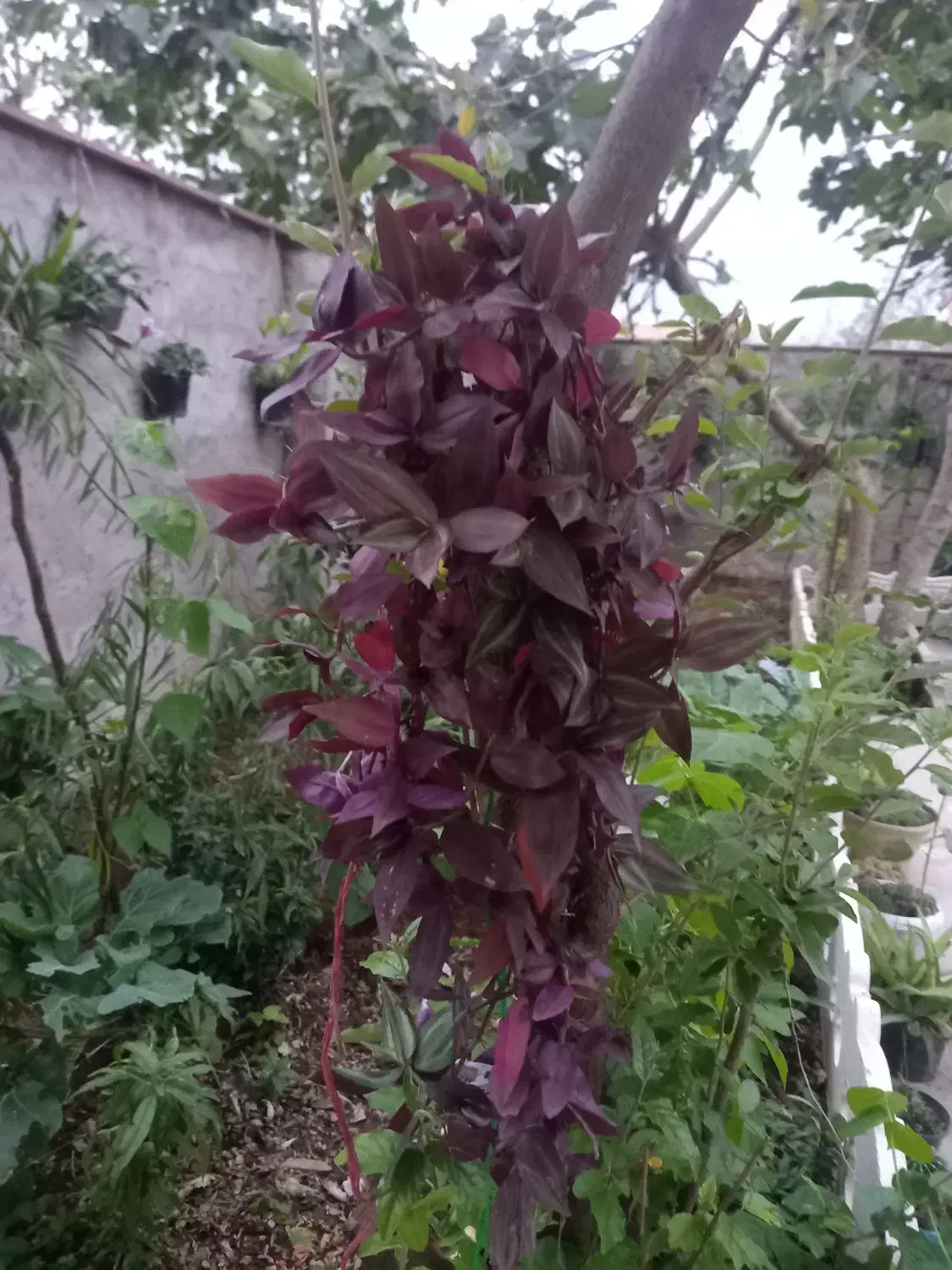 تعدادی گلهای زیبا به فروش میرسد|گل و گیاه طبیعی|احمدسرگوراب, |دیوار