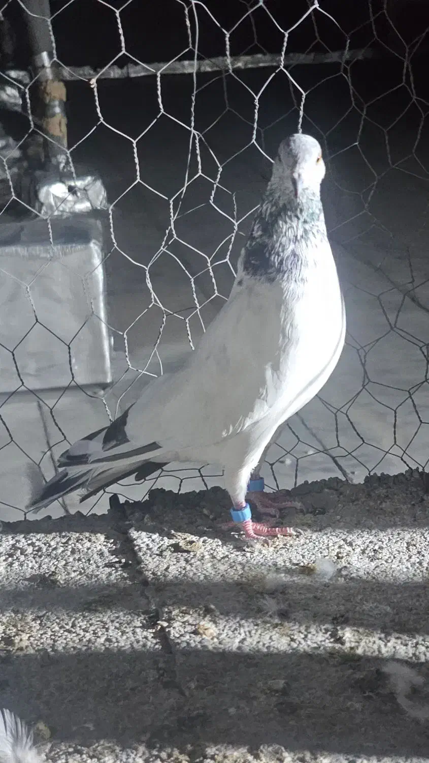 کبوتر گلدن|پرنده|ایرانشهر, |دیوار