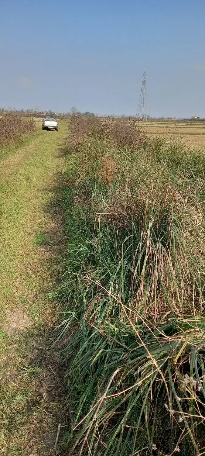 زمین کشاورزی|فروش زمین و ملک کلنگی|لشت نشا, |دیوار