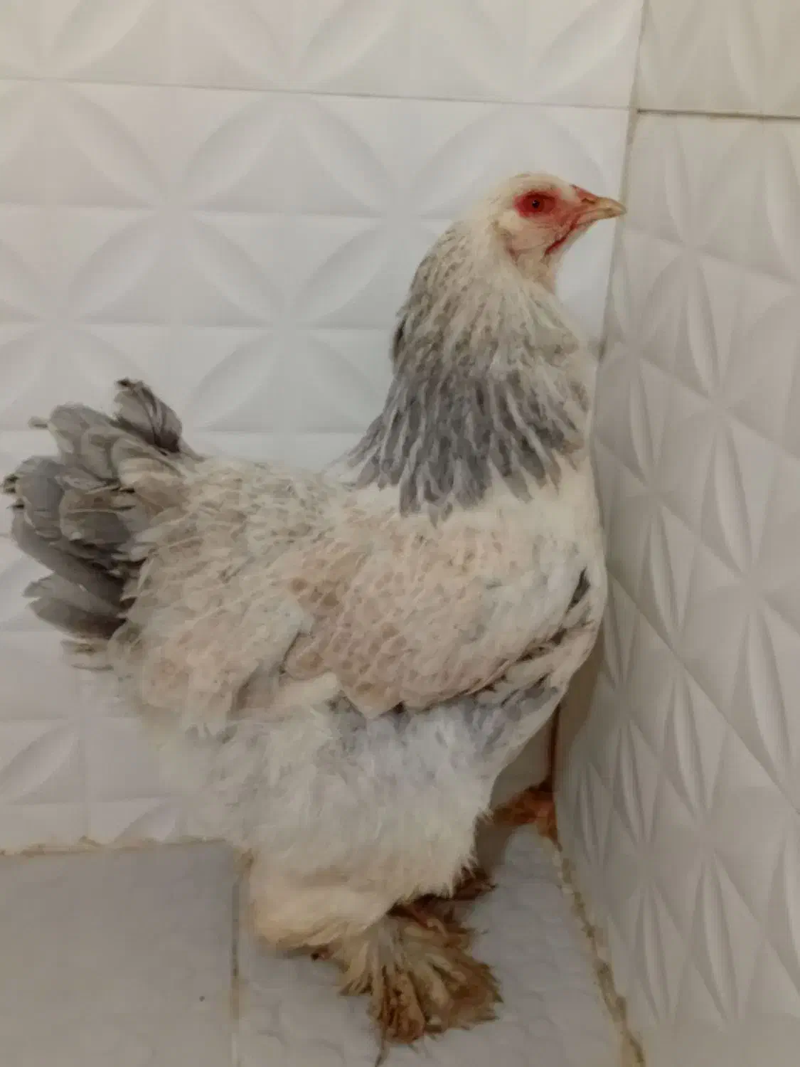 برهما وآمروک|حیوانات مزرعه|مشهد, شهید علی محمدی|دیوار