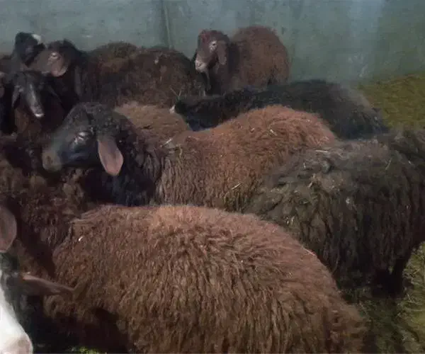 قصاب ماهر|خدمات پیشه و مهارت|تیمور آباد, |دیوار