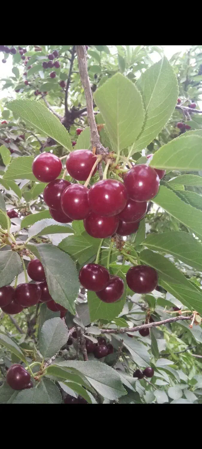 نهال درخت ۳ ساله گلدانی آماده کاشت|خدمات باغبانی و درختکاری|اصفهان, شهرک کاوه|دیوار