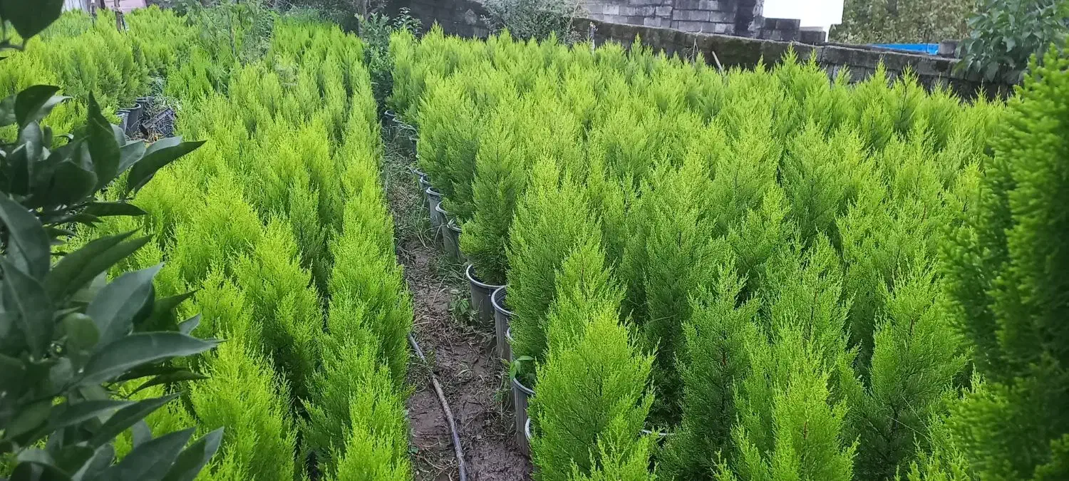 کاج لاوسون گلدان۳/۵و۷و۱۲|گل و گیاه طبیعی|کلاچای, |دیوار