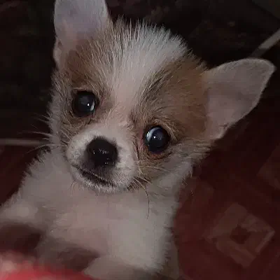 شیواوا|سگ|قائم‌شهر, |دیوار